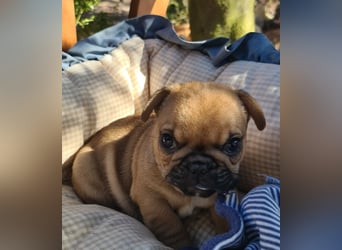 Vergnügte Frops Kinder  (Französische Bulldogge + Mops )