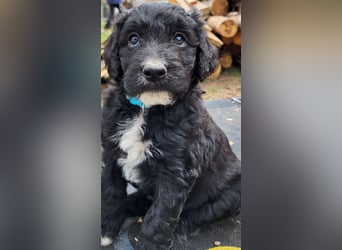 Bergamasker Barbet Mix Doodle Bergamasco Franz. Wasserhund Bergadoodle für Allergiker nicht haarend