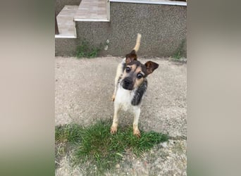 Zümi, geboren 10.12.2024, 29cm sucht seine Menschen