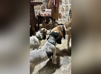 Beagle Mischlingsdame EADIE (*Dezember 2024) sucht eine Familie