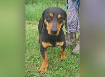 Goro, Dackel Mischling
