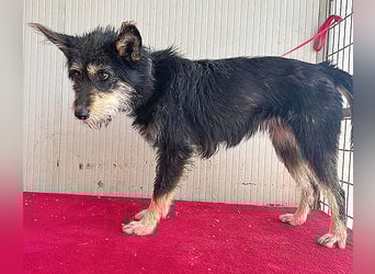 ❤️ süßes Pinsel-Öhrchen LEDI - 2 Jahre, 40cm/12kg - Schnauzer-Mix ❤️