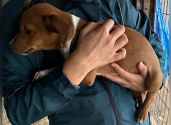Hundekind JAX sucht seine Herzensmenschen