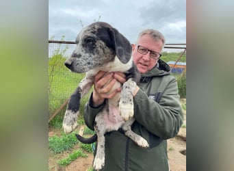 Merlin sucht eine liebevolle Familie