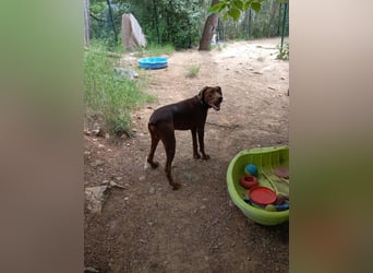 Pepito junger Doberman