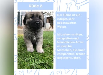 Süße Sarplaninac Welpen (Hirtenschutzhund/Schäferhund) suchen neues Zuhause. Noch 2 Welpen verfügbar