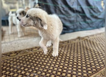 Louie – ein kleiner Schatz sucht seine Menschen