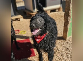 Schäferhund-Mix Leo sucht seine Familie ❤️