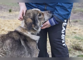 Freundlicher Kettenhund Kubik❤️sucht endlich Pflege- oder Endstelle