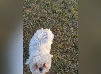 Shih Tzu Mix Welpen vom 18.03.25