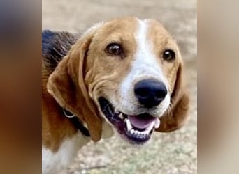 Beagle-Mix Pablito - verspielt und freundlich
