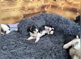 Tibet Terrier
