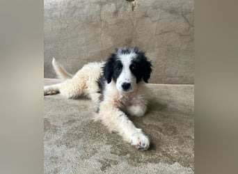 Mafalda – Zukunft am seidenen Faden -