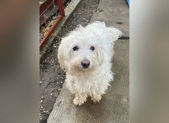Daisy **Reserviert***