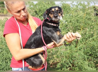 Tuxa, Mix Pinscher / Podengo, lieb und verträglich