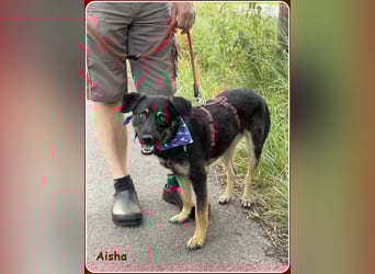 ❤️ Aisha: freundliche Junghündin sucht aktive Familie