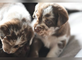 Aussiedor Aussiedorwelpe Welpe Australien Shepherd x Labrador