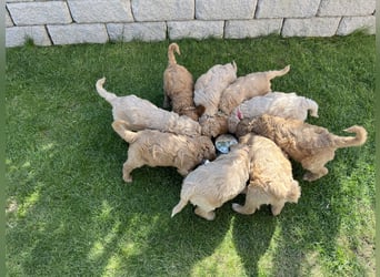 Goldendoodle F1b Welpen F1bb -apricot hell dunkel