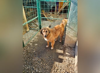 Zauberhafte Alice❤️ (1 Jahr) sucht Pflege- oder Endstelle