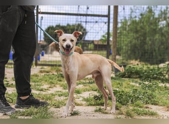 Enno, Mix Whippet / Podengo, lieb und sozial