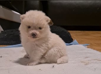 Zuckersüßer Pomeranianwelpen