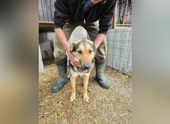 Shiva  sucht Schulter zum Anlehnen