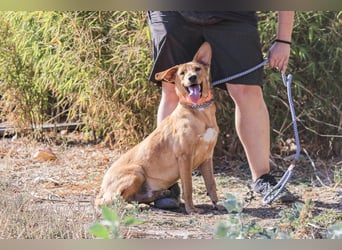 Badou, Mix Labrador / Schäferhund, lieb und sozial