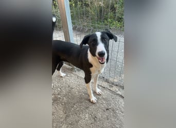 YAFFA, Hündin, 1,5 Jahre, 43cm, Mischling, Tierschutz