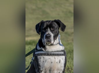Mozes-SI– Spezieller Hund sucht spezielle Menschen!