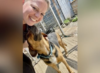 Junger Mischlingsrüde MARLEY (3 Jahre) sucht eine Familie