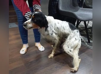 Milo - freundlicher Setter sucht sein Für-immer-Zuhause