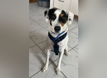 Terrier-Mix Peppa (Tierschutz)