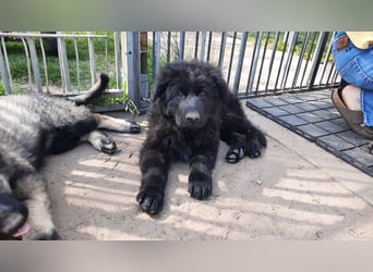 Altdeutsche Schäferhund Welpen