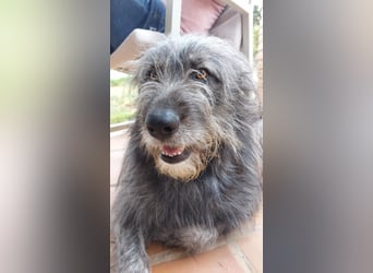 Balou wartet auf sein Für-Immer-Zuhause