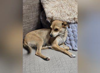 Pixie - Zarte Mama sucht ein eigenes Körbchen