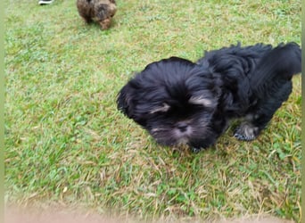 Shih tzu  Welpen