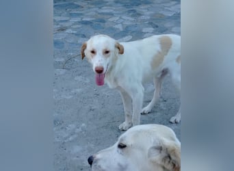 Rocky – Besser geht’s nicht!