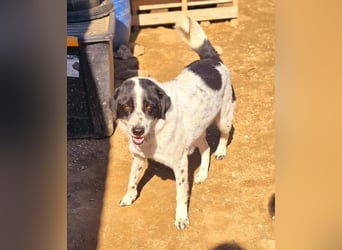Mila, bereits auf PS in DE, sucht Traumzuhause!