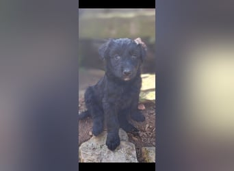 11 putzmuntere Aussiedoodles