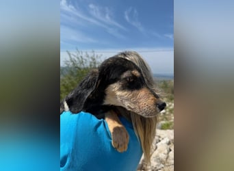 Franzl möchte euer Familienhund werden