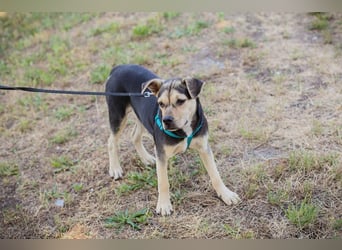Šime: Hundekind sucht ein Zuhause