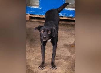 Gwen –  sucht ein neues Für-immer-Körbchen!
