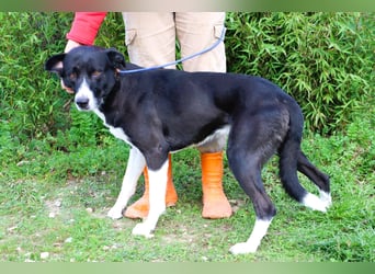 Garoto, Mix Labrador / Dogge - freundlich und sozial