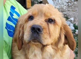 LEO❤️ junger, verschmuster Chow-Chow-Retriever-Mischlingsbub