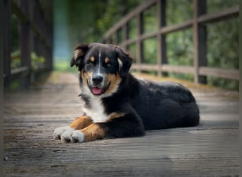 Bezaubernde Australian Shepherd Welpen