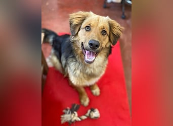 Zauberhafter WOOFY sucht Familienanschluß