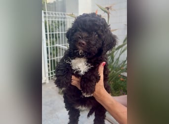 Lagotto Romagnolo Welpen reinrassige