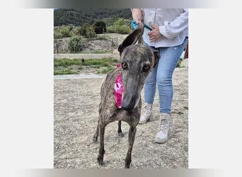 Guapino (TO) Aufgeschlossen, super lieb und verschmust