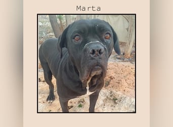 Katzenverträgliche + unkomplizierte Cane Corso Hündin MARTA wartet in Friesenhagen auf DICH!