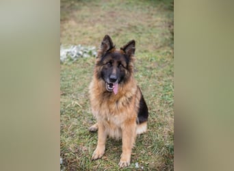 NERJA - die aufgeschlossene und freundliche Schäferhund-Mix-Dame sucht ihr eigenes liebes Zuhause